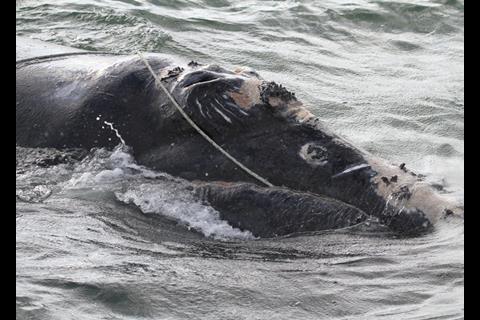The entangled right whale